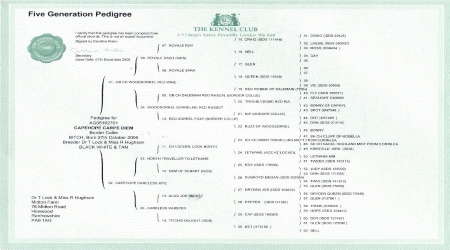 Didi Pedigree